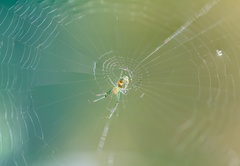 Leucauge argyrobapta