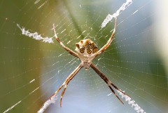 Argiope argentata