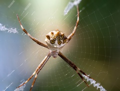 Argiope argentata