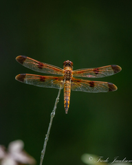 Libellula semifasciata