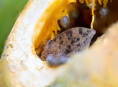 Fountainea eurypyle confusa