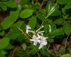 Rhododendron viscosum