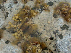 Patelloida corticata