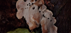 Ischnoderma benzoinum