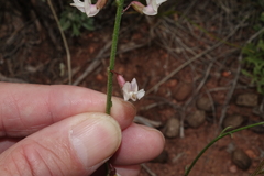 Astragalus convallarius