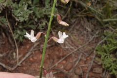 Astragalus convallarius