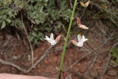 Astragalus convallarius