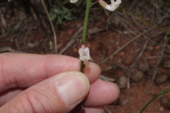 Astragalus convallarius