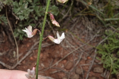 Astragalus convallarius