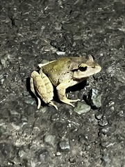 Platyplectrum fletcheri