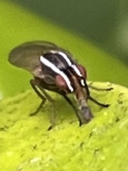 Poecilohetaerus aquilus
