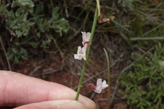 Astragalus convallarius