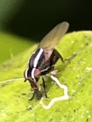 Poecilohetaerus aquilus