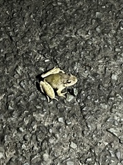 Platyplectrum fletcheri