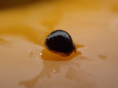 Austrolittorina cincta