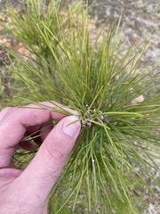 Pinus taeda