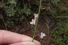 Astragalus convallarius