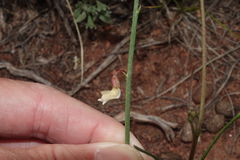 Astragalus convallarius