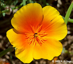 Eschscholzia californica