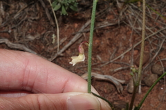 Astragalus convallarius
