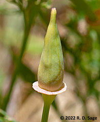 Eschscholzia californica