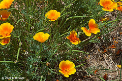 Eschscholzia californica