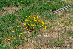 Eschscholzia californica