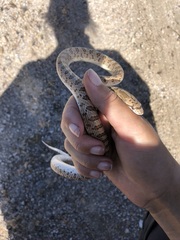 Arizona elegans