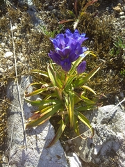Gentiana decumbens