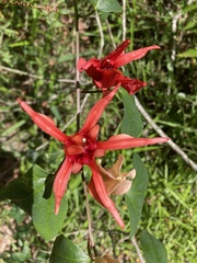 Passiflora aurantia