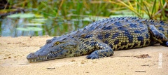 Crocodylus
