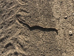 Rhinocheilus lecontei