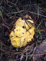 Hypomyces