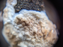 Byssomerulius corium