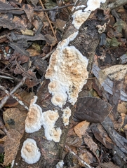 Byssomerulius corium