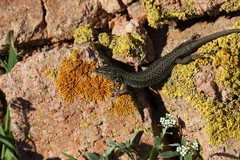 Podarcis carbonelli berlengensis