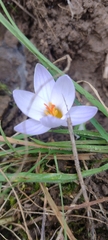 Crocus biflorus