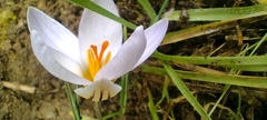 Crocus biflorus