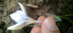 Crocus biflorus