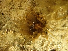 Isactinia olivacea