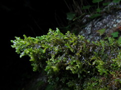 Frullania tamarisci