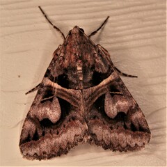 Drasteria grandirena