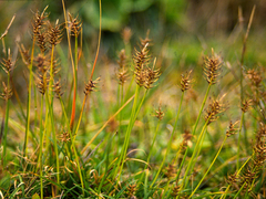 Carex edura