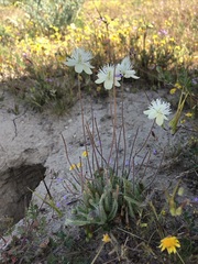 Platystemon californicus