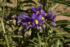 Solanum crispum