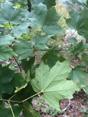 Acer leucoderme