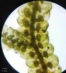 Frullania tamarisci