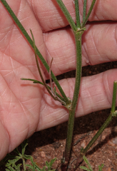 Astragalus convallarius