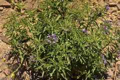 Solanum crispum