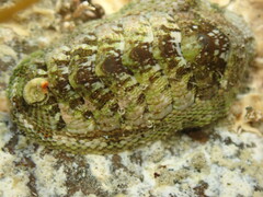 Sypharochiton sinclairi